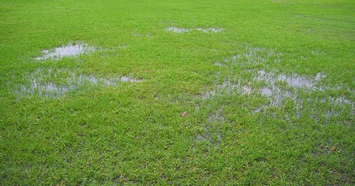 Image: a lawn with flooded patches. An indicator of tree roots in the sewer line are flooded patches in the grass.