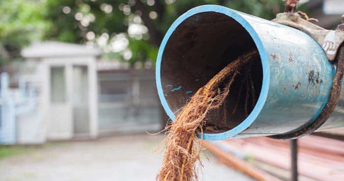 Image: tree roots growing out of an above ground pipe.