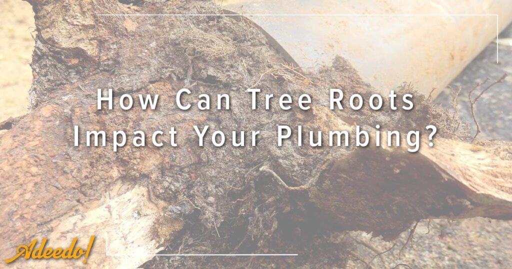 How Can Tree Roots Impact Your Plumbing?