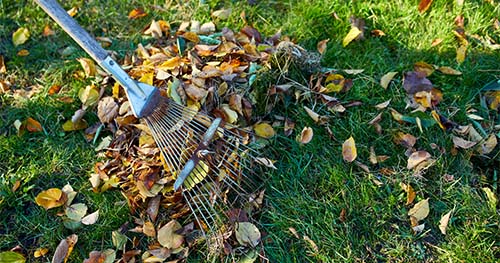 Image: a rake picking up leaves.