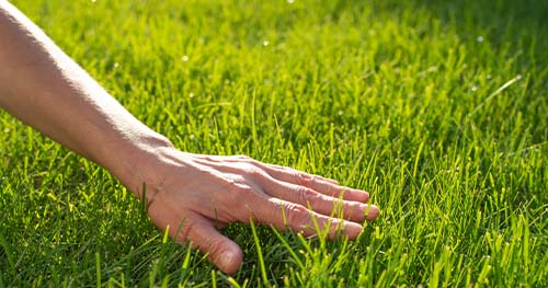 Image: Someone caressing their lush lawn.