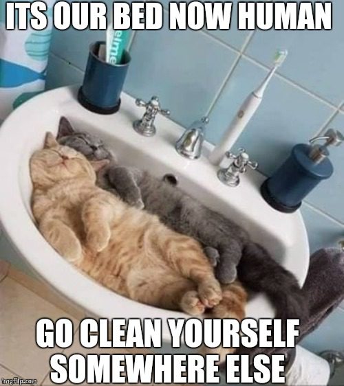 sink drain meme
