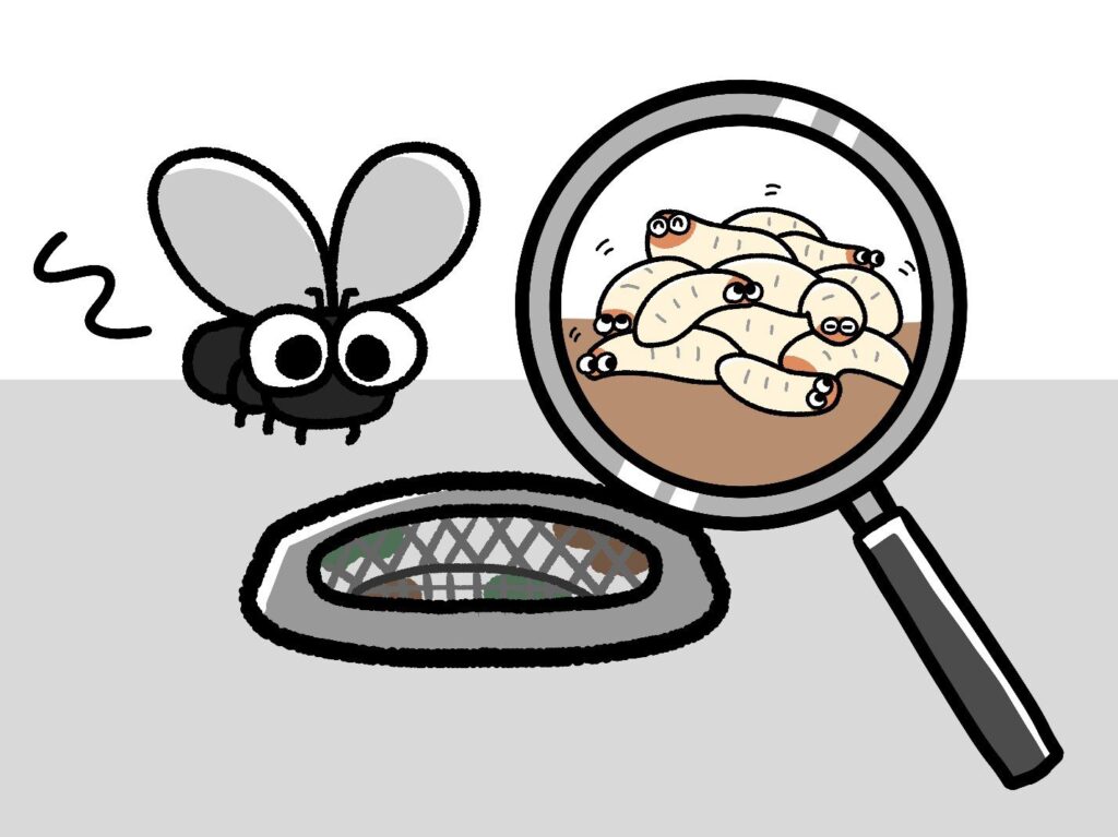 Drain fly life cycle