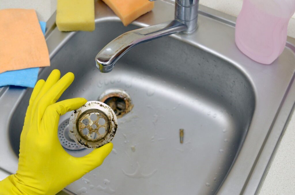 drain flies eat organic matter in your drains