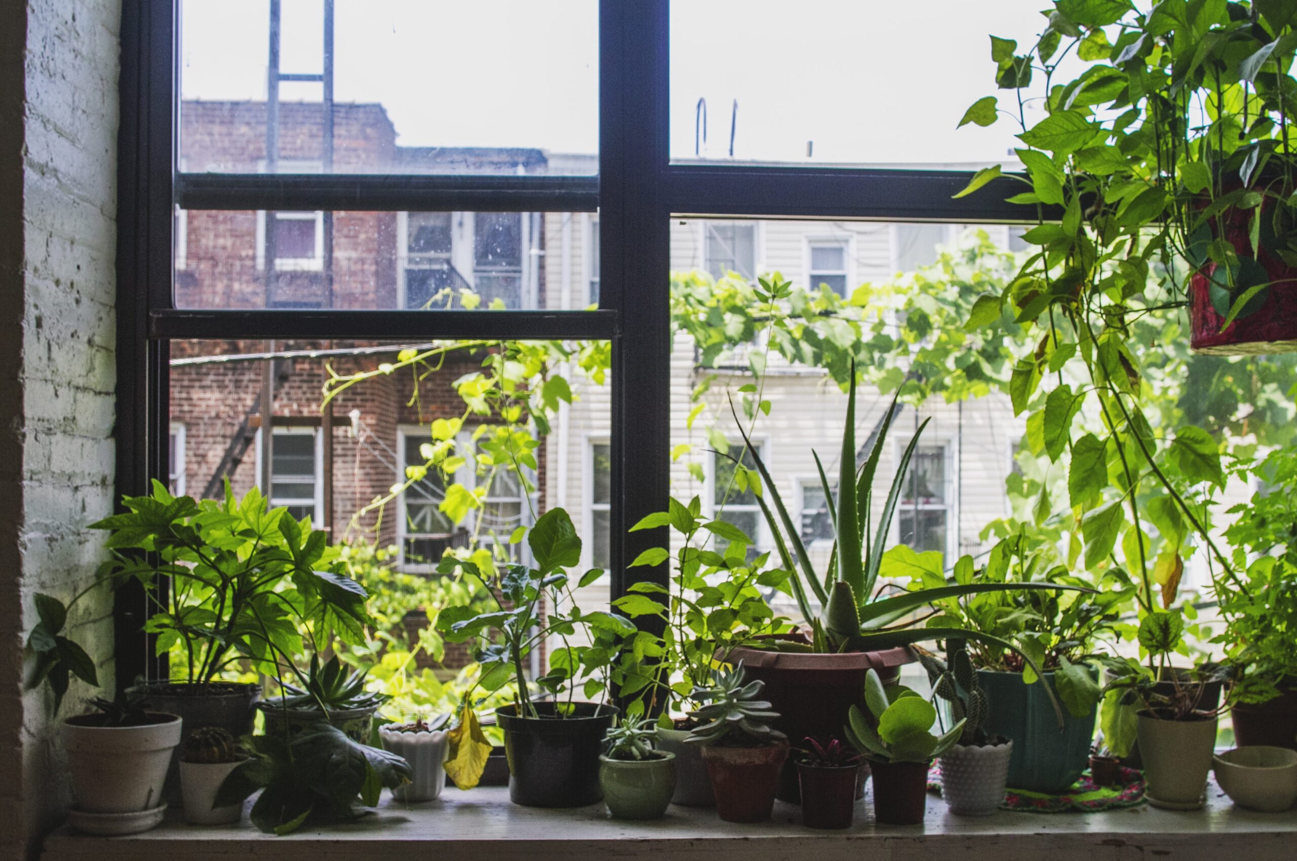 Healthy plants by window